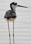 Black-necked Stilt