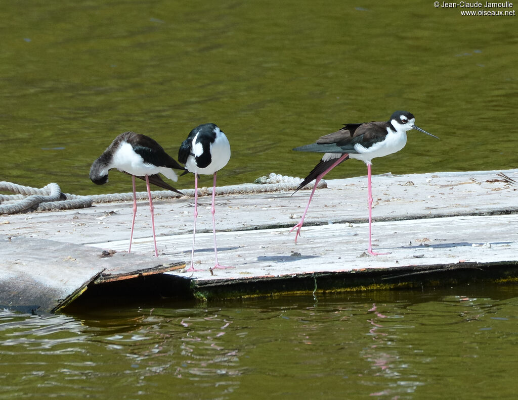 Black-necked Stiltadult, habitat, care, pigmentation