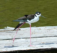 Black-necked Stilt