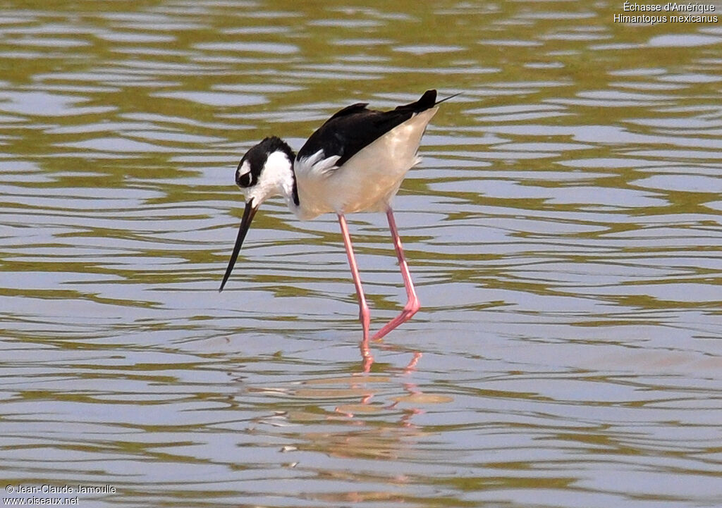 Black-necked Stilt, Behaviour