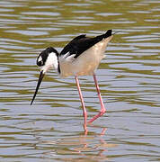 Black-necked Stilt