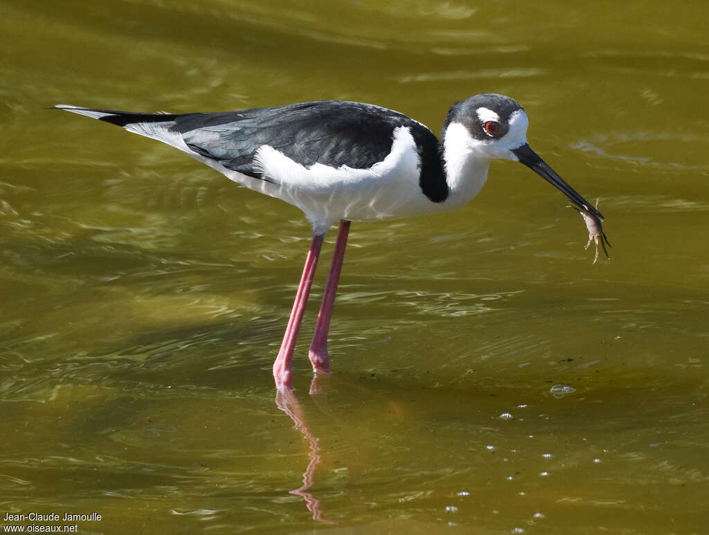 Black-necked Stiltadult, feeding habits