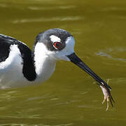 Black-necked Stilt