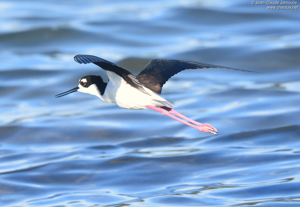 Black-necked Stilt