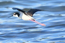 Black-necked Stilt