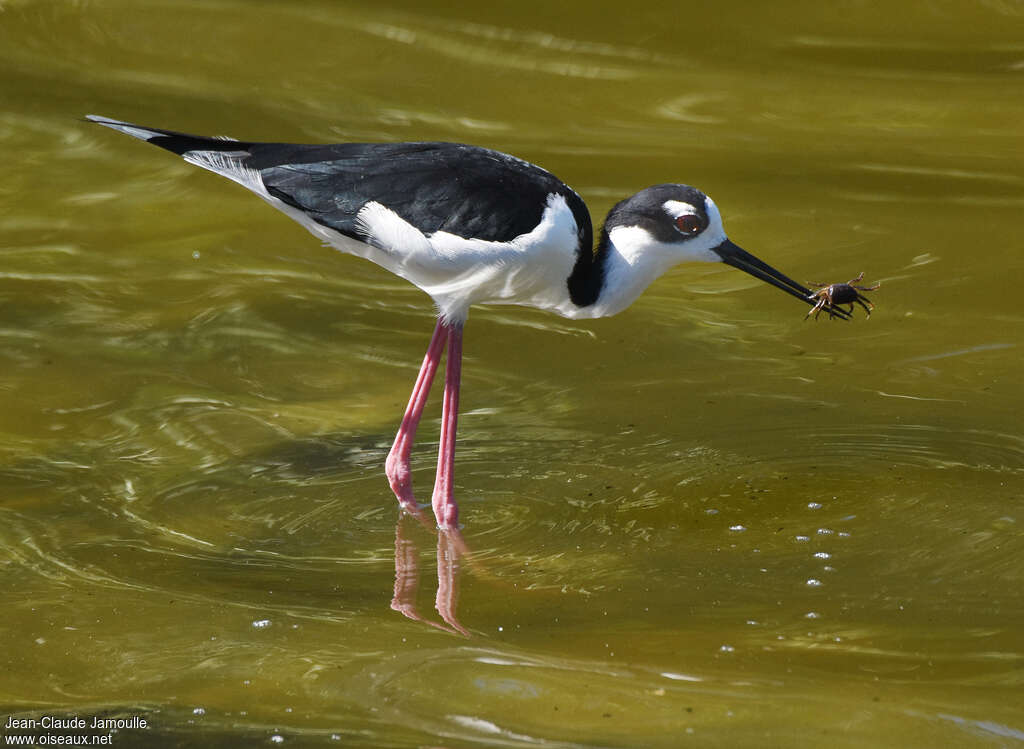 Black-necked Stiltadult, feeding habits, fishing/hunting