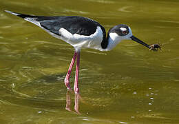 Black-necked Stilt