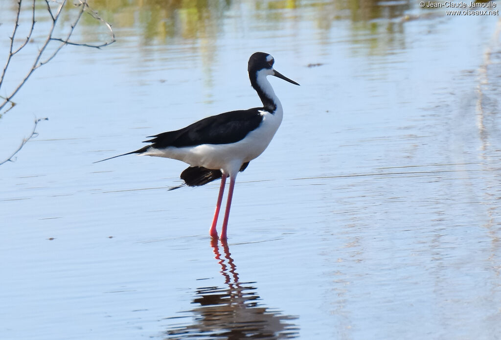 Black-necked Stilt