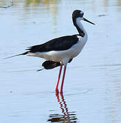 Black-necked Stilt