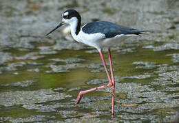 Black-necked Stilt