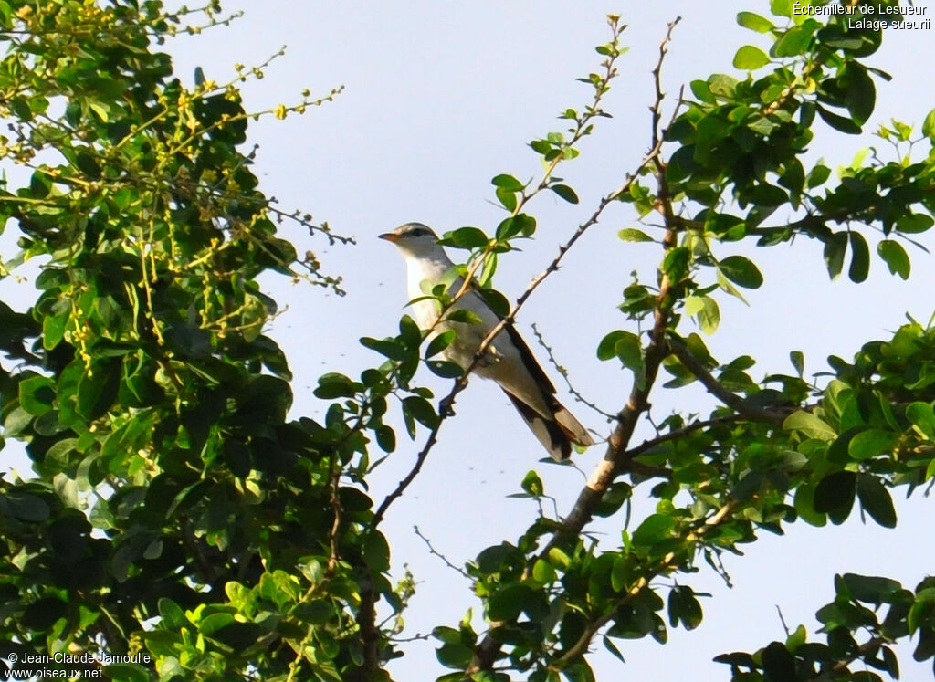 White-shouldered Triller