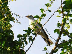 White-shouldered Triller