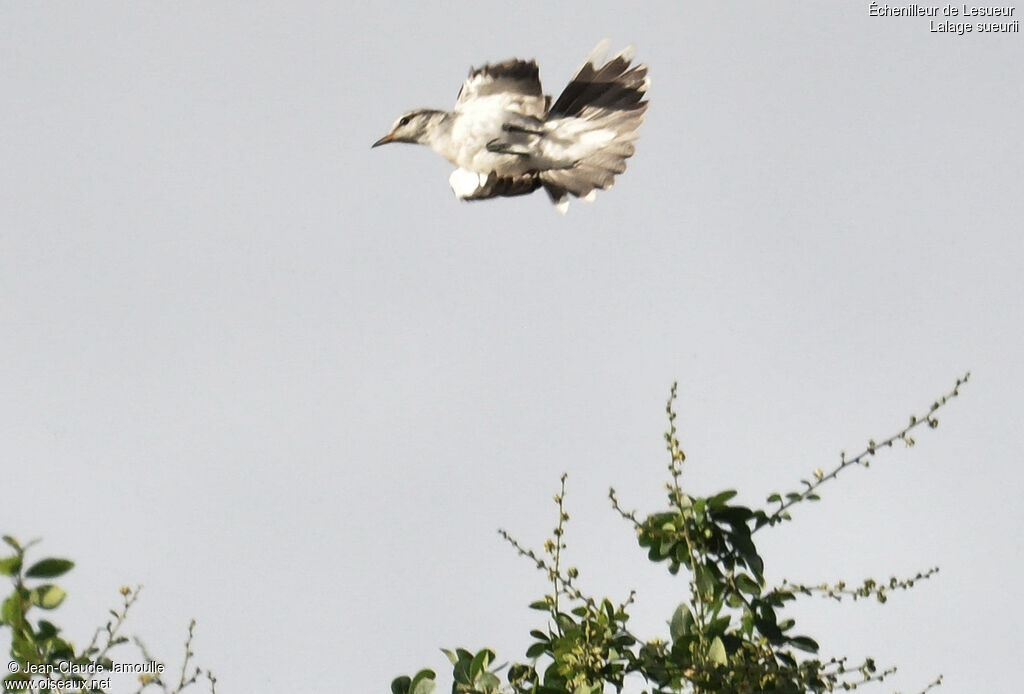 White-shouldered Triller