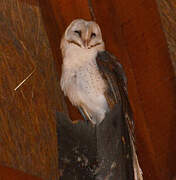 Western Barn Owl