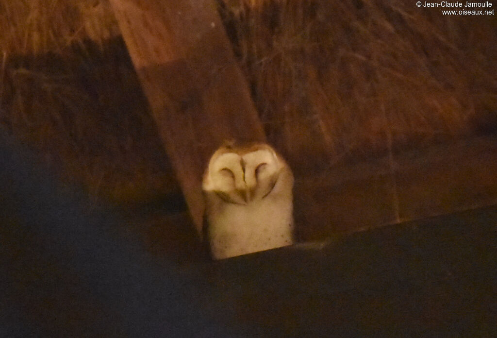 Western Barn Owl