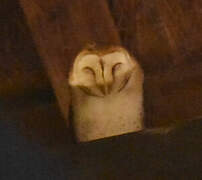 Western Barn Owl