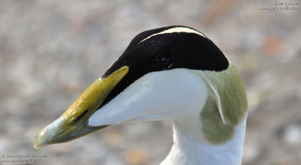 Eider à duvet mâle adulte