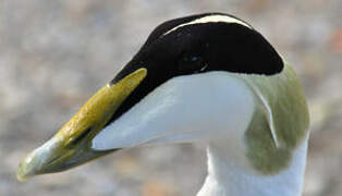 Common Eider