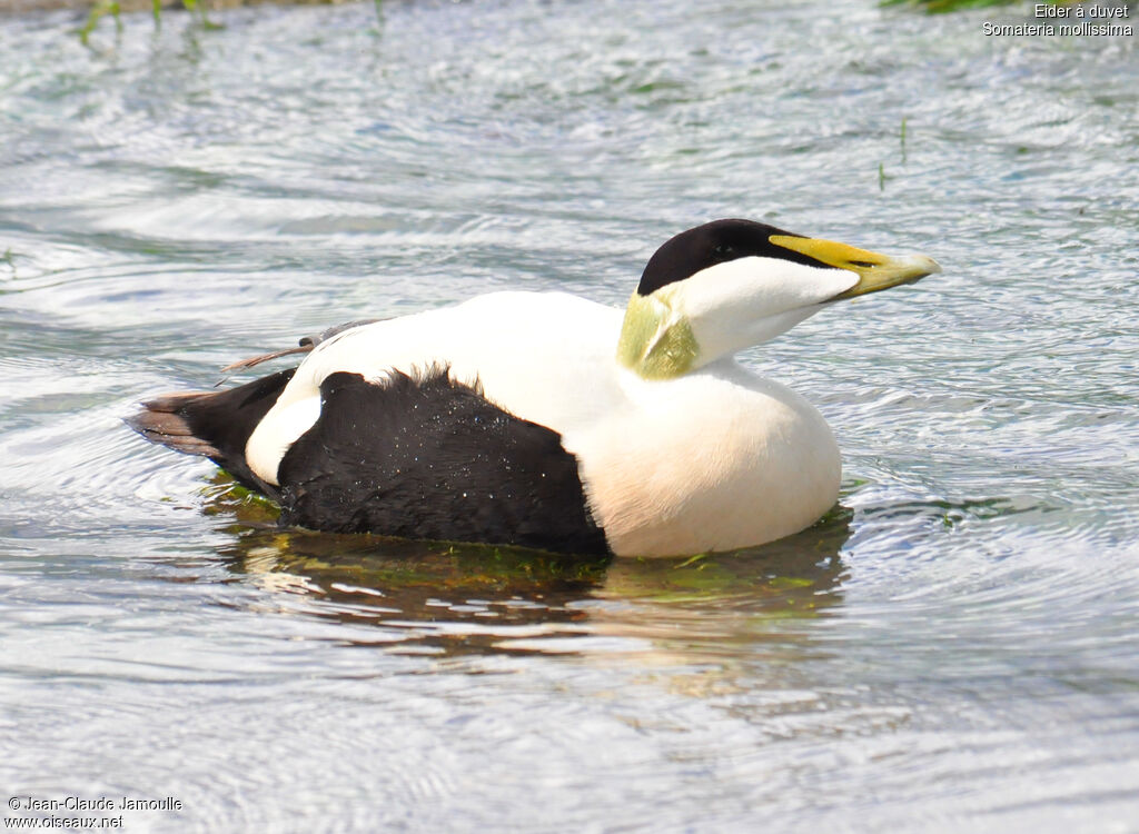 Eider à duvet mâle adulte, Comportement