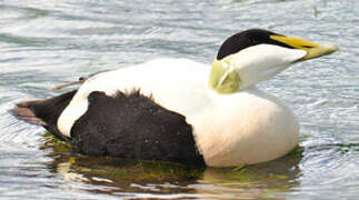 Eider à duvet