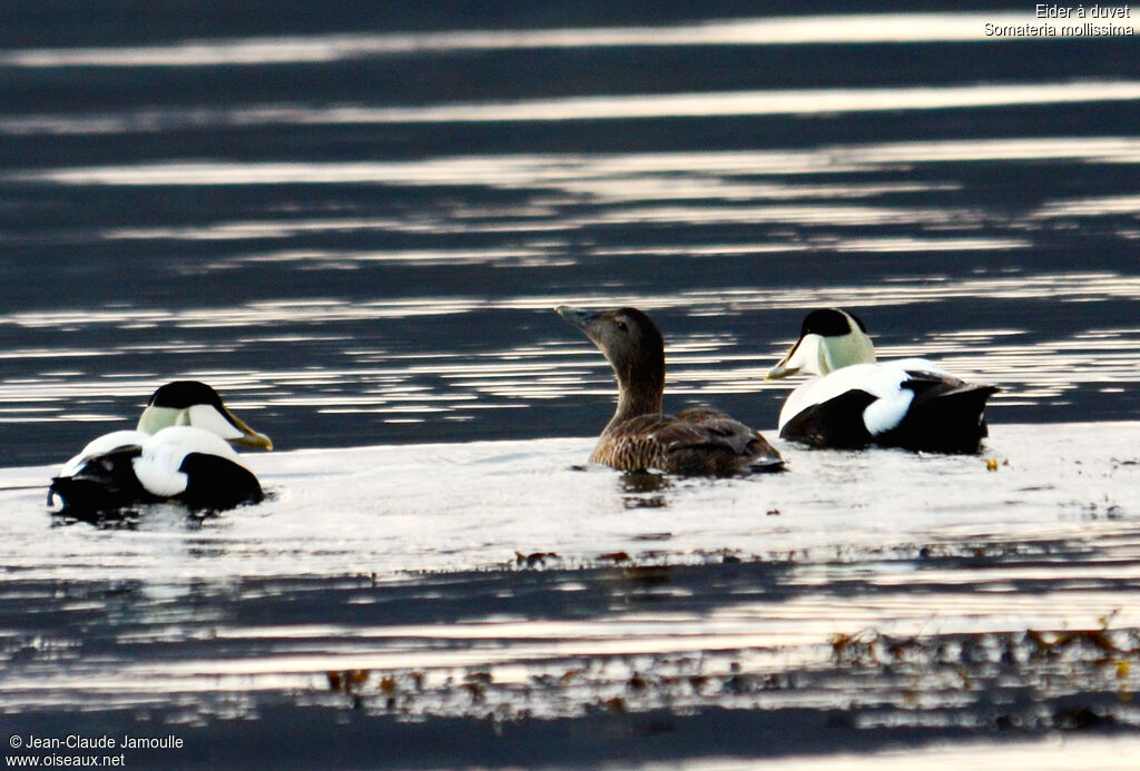 Common Eider adult, Behaviour