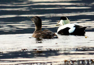 Eider à duvet