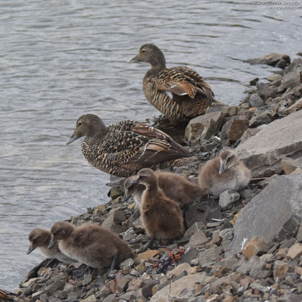 Eider à duvet