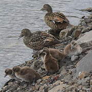 Eider à duvet