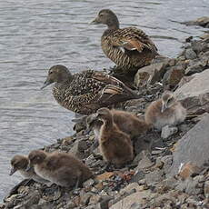 Eider à duvet