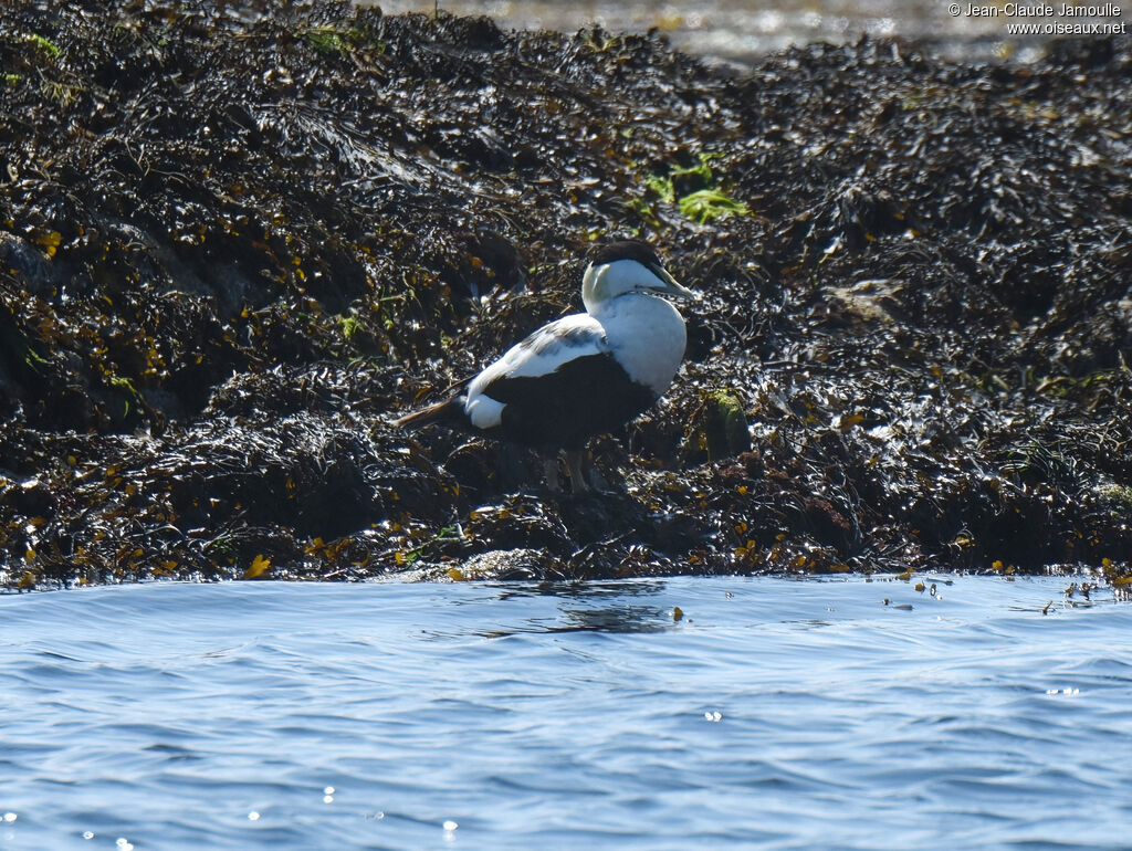 Common Eider