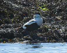 Common Eider