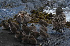 Common Eider