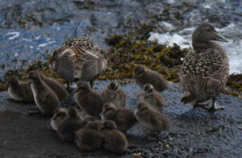 Eider à duvet
