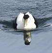 Eider à duvet