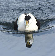 Common Eider