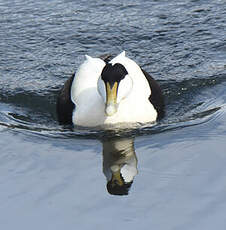 Eider à duvet