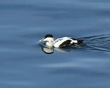 Common Eider