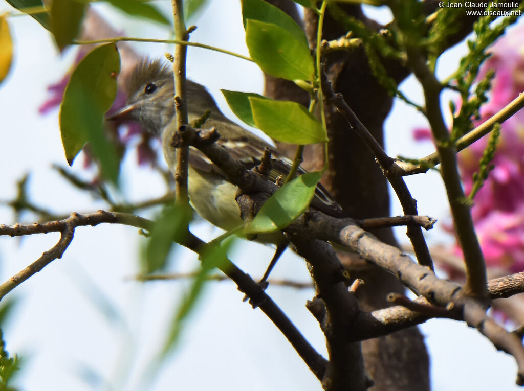 Yellow-bellied Elaenia