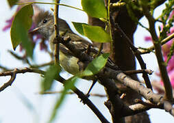 Yellow-bellied Elaenia