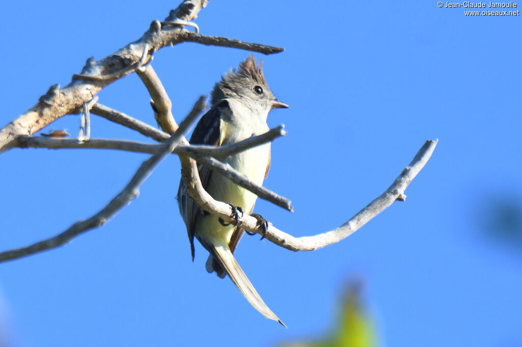 Yellow-bellied Elaenia