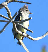 Yellow-bellied Elaenia