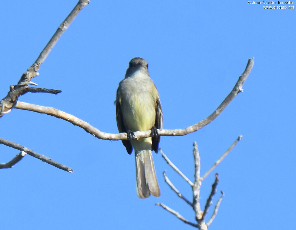 Yellow-bellied Elaenia