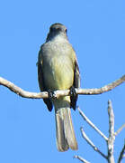 Yellow-bellied Elaenia