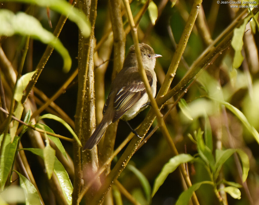 Caribbean Elaeniaadult