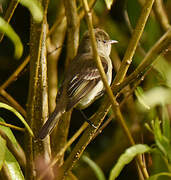 Caribbean Elaenia