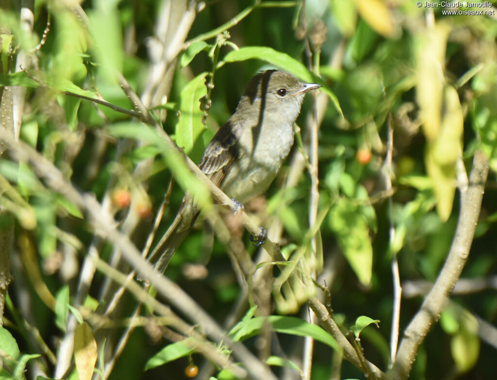 Caribbean Elaenia