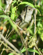 Caribbean Elaenia