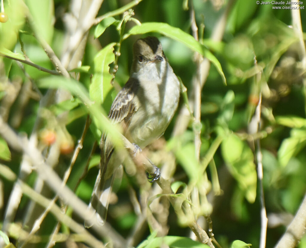 Caribbean Elaenia