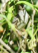 Caribbean Elaenia