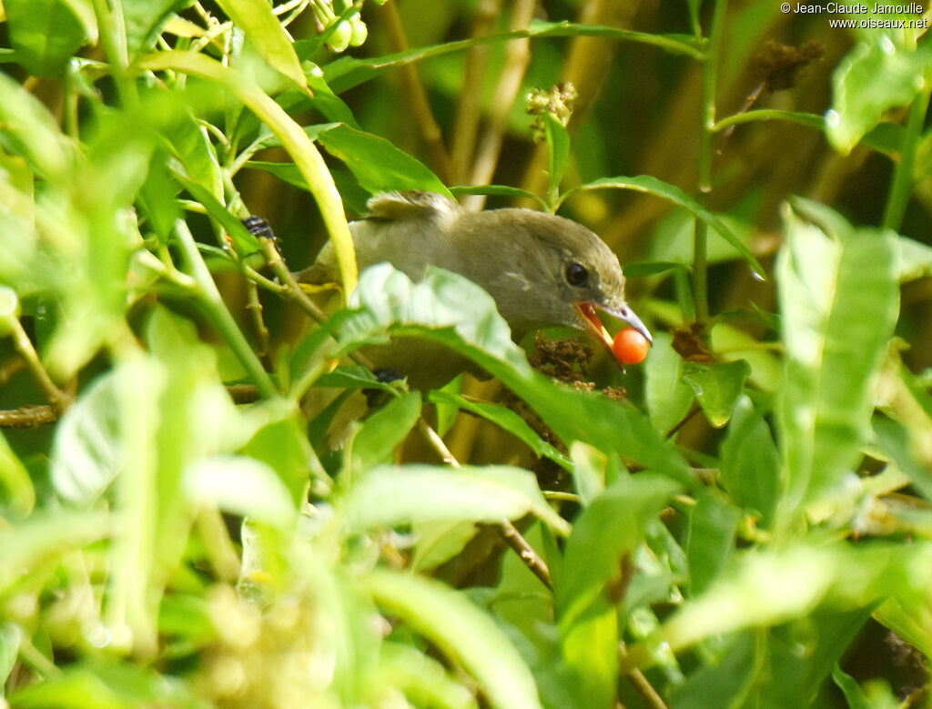 Caribbean Elaeniaadult, feeding habits, eats